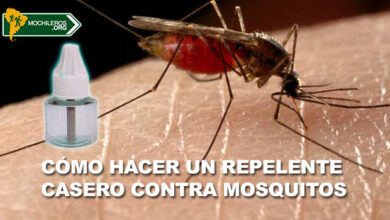 como-hacer-repelente-casero-mosquitos