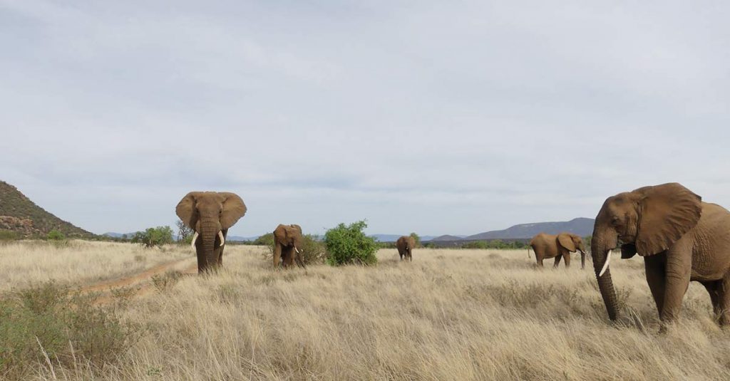 elefantes en Kenia - viajar a África