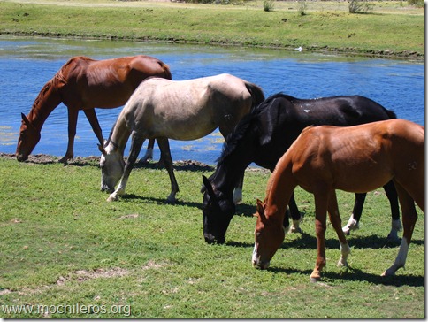caballos colores