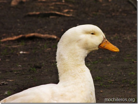 pato mochilero
