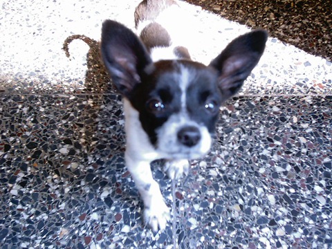 perro0000