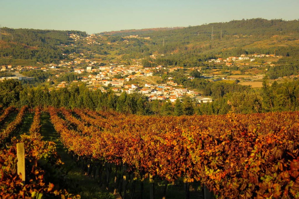 Tarde en Penafiel - Viñedos
