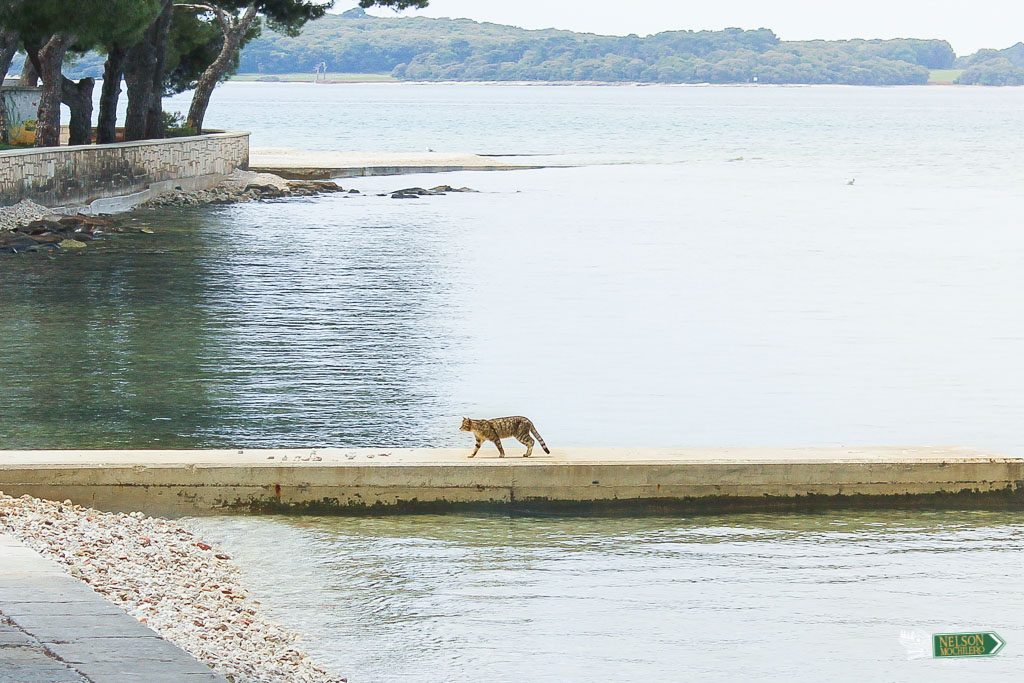 gato en Croacia - Fazana