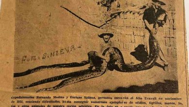 caza de gran serpiente en la selva peruana en los años 50's